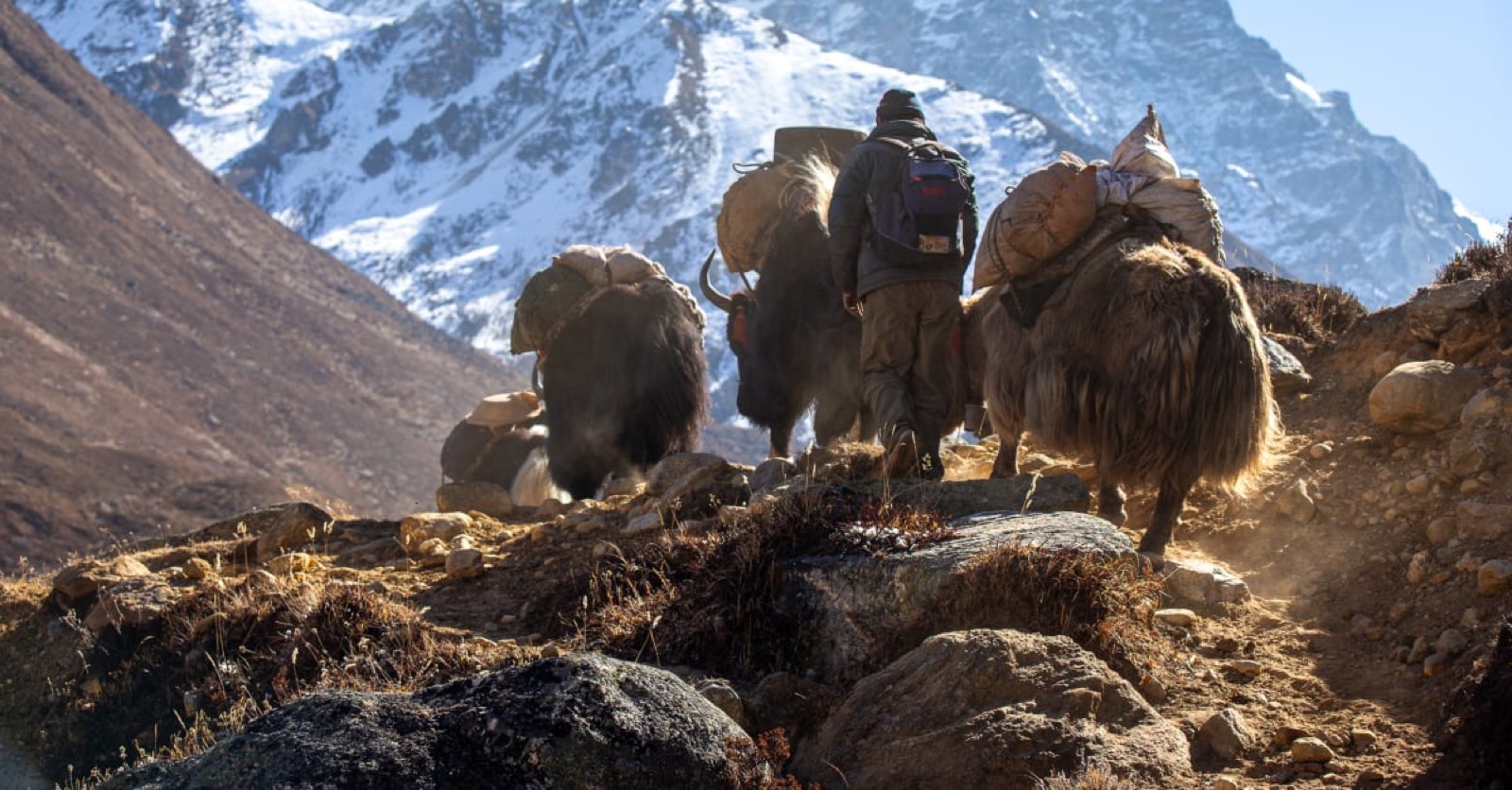 A yak train carrying supplies through the high Himalaya